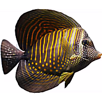 Desjardinii Sailfin Tang
