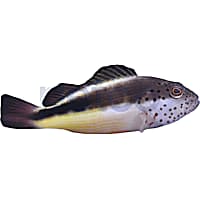 Freckle Faced Hawkfish