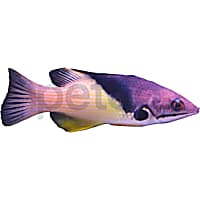 Coral Hogfish