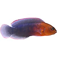 Dilectus Dottyback