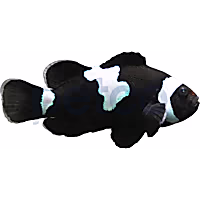 Aquacultured Midnight Lightning Ocellaris Clownfish