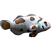 Clownfish for Sale Petco