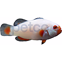 Aquacultured Platinum Percula Clownfish
