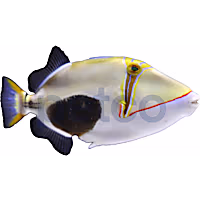 Bursa Triggerfish