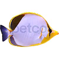 Yellow Head Butterflyfish