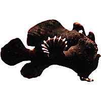 Black Angler