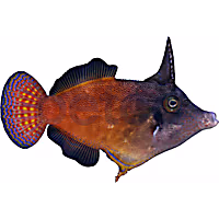 Orange Body Filefish