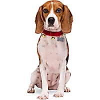 Petco dog bows store