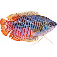 Neon Blue Dwarf Gourami