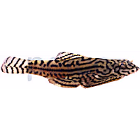 Hillstream Reticulated Loach