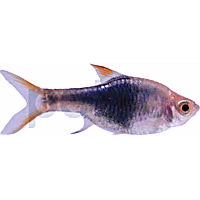 Black Harlequin Rasbora