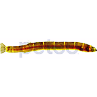 Giant Kuhli Loach