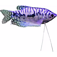 Opaline Gourami