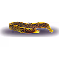 Tiger Moray Eel