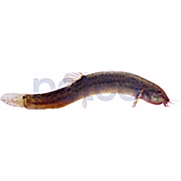 Dojo Loach