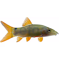 Redtail Loach