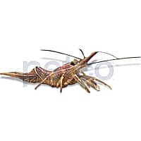 Camel Shrimp