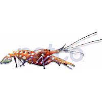 Curly-Que Pistol Shrimp