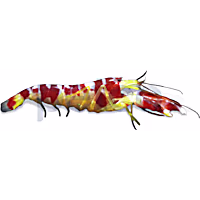 Red Banded Pistol Shrimp