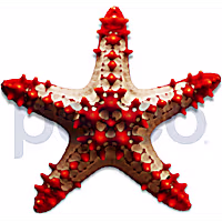 African Red Tip Star