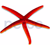 Red Linckia Star