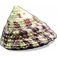 Spiral Top Trochus Snail