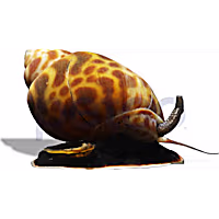 Brown Blotch Babylonia Snail