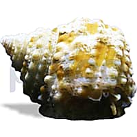 Chestnut Turbo Snail