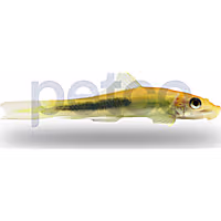 Gold marble Algae Eater