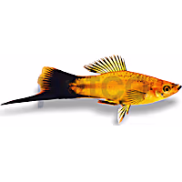 Marigold Wag Swordtail