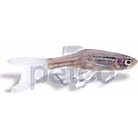Longfin Blue Danio