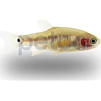 Dwarf Emerald Danio