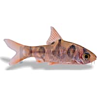 Rhombo Snakeskin Barb