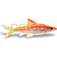 Gold Roseline Dension Barb