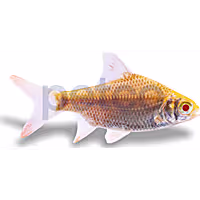 Albino Red Tail Tinfoil Barb