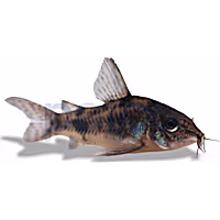 Peppered Cory Catifish