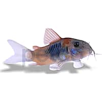 Otocinclus catfish petco on sale