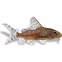 Eupterus Catfish