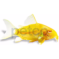 Albino Sterbai Cory Catfish