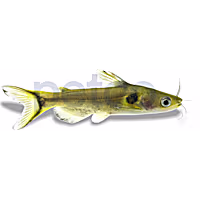 Sun Catfish