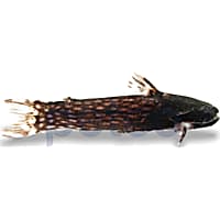 Milky Way Woodcat Catfish