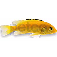 Electric Yellow Cichlid