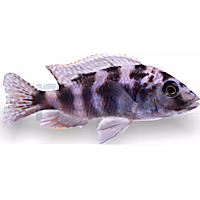 "Super VC-10" Milomo Cichlid