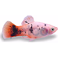 Dalmatian Redtail Platy