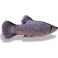 Blue Neon Wag Platy
