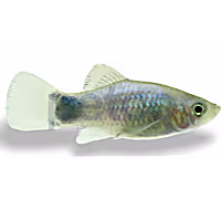 Blue Platy