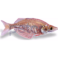 Red Irian Rainbowfish