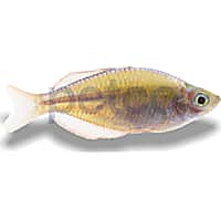Rainbowfish Petco Store