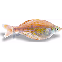 Bleheri Rainbowfish