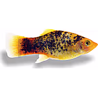 Calico Sunset Platy